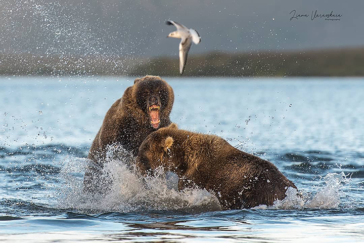 Brown bear cubs fall victim to adult males in Eurasia's largest protected population of the species