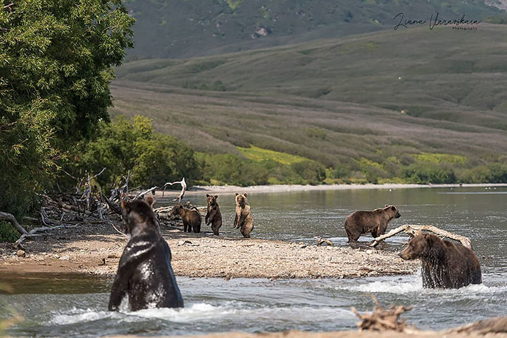 Brown bear cubs fall victim to adult males in Eurasia's largest protected population of the species