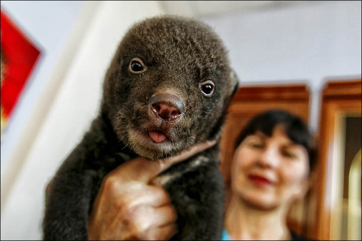 Orphan bear cubs
