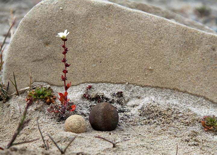 Flower near the ball