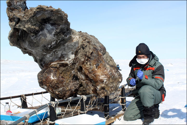 South Korean specialist hails opening of new World Mammoth Centre in Siberia, dedicated to bringing beast back to life.