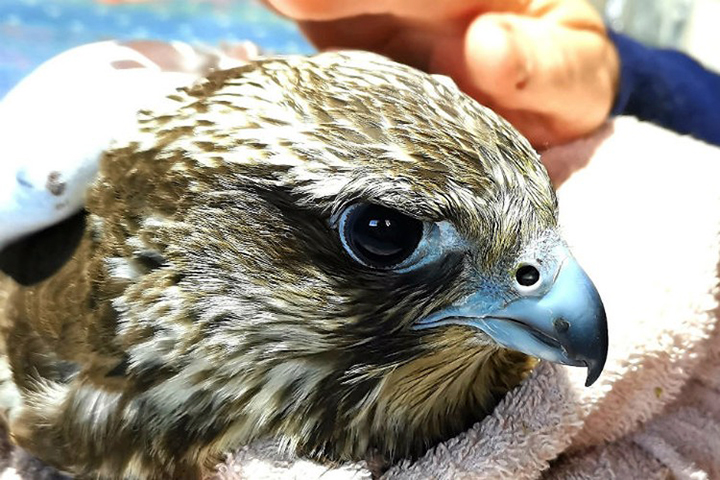 Red Book saker falcon wounded by poachers gets wings extensions so it can fly again