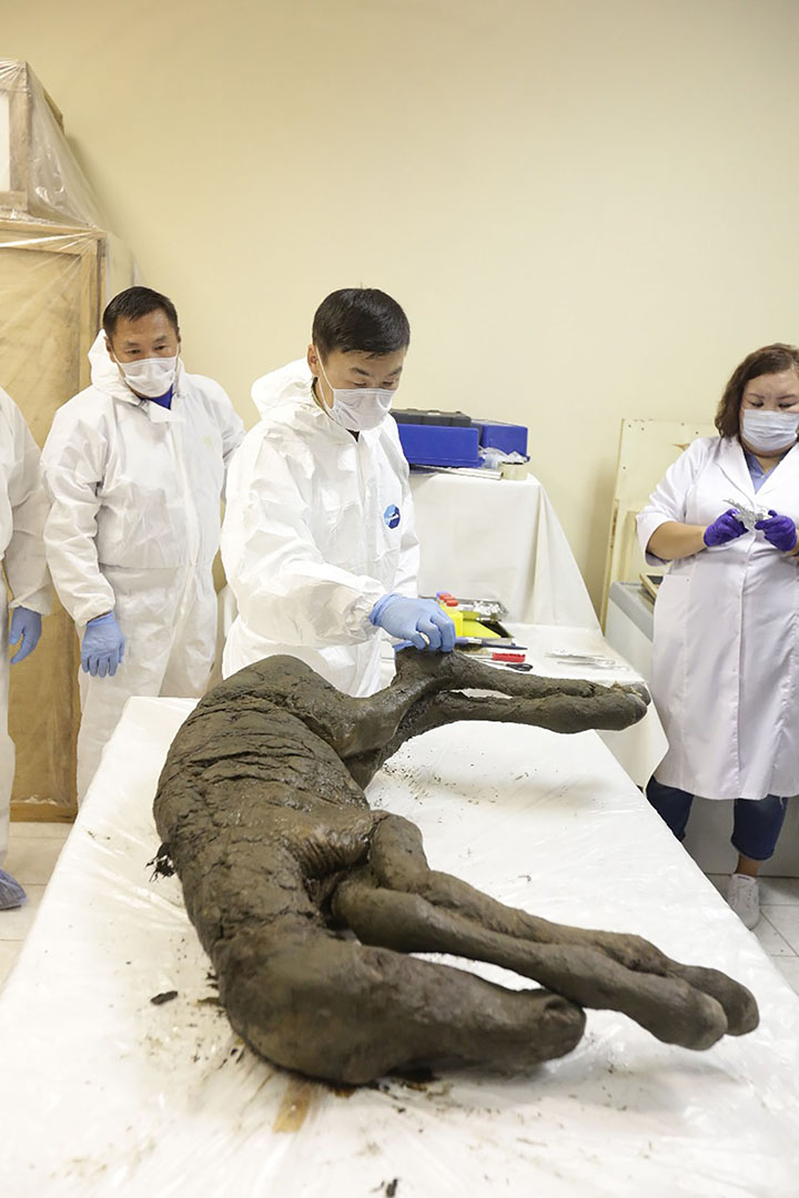 Perfectly-preserved ancient foal is shown to the world for the first time
