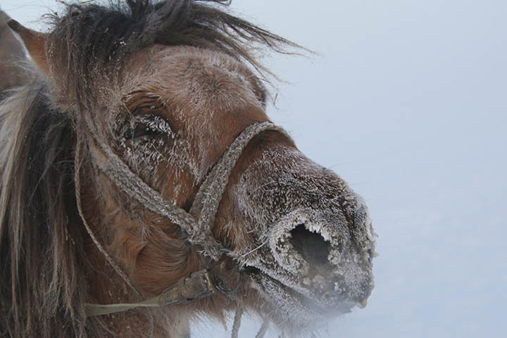 Yakut horses in the cold