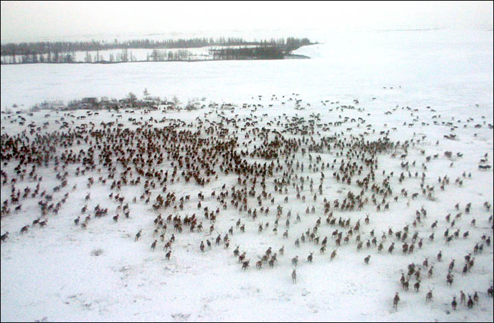 in the Yamalo-Nenets Autonomous Okrug