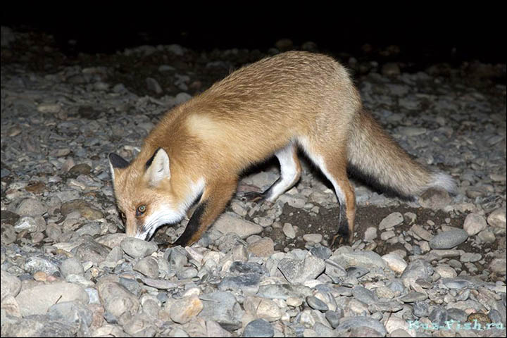 Hungry fox