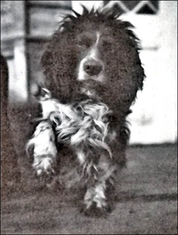 Royal dog fled from Siberia into British exile, living in shadow of Windsor Castle  
