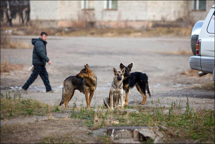 Korean in Siberia