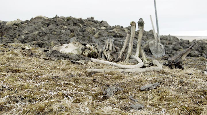 World’s northernmost Palaeolithic settlement found on Kotelny island in the Arctic