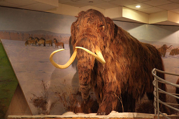 Arctic island mammoth shows strongest evidence yet of human slaughter and butchering