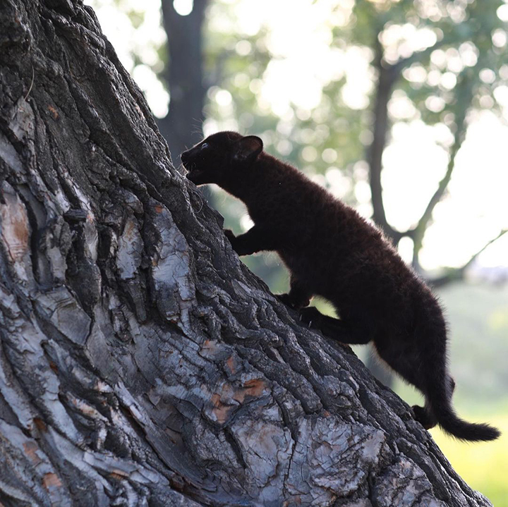 Stunning visuals of a black panther playing in the snowy woods of Siberia shared by owner