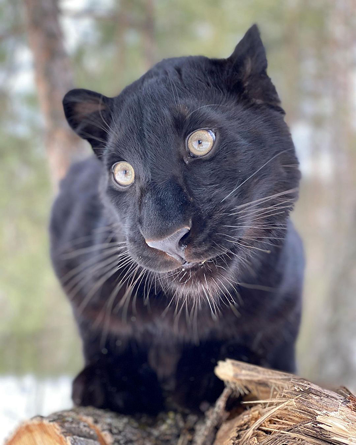 Stunning visuals of a black panther playing in the snowy woods of Siberia shared by owner