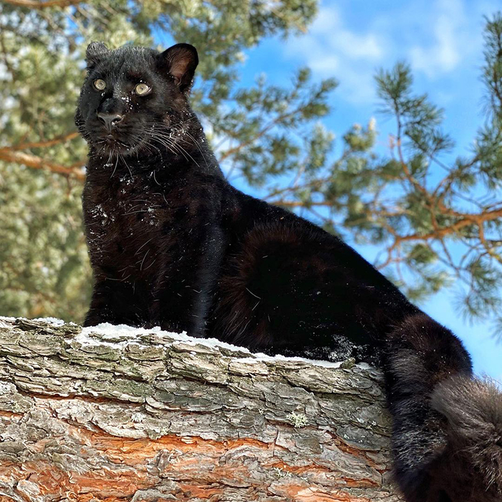 Stunning visuals of a black panther playing in the snowy woods of Siberia shared by owner