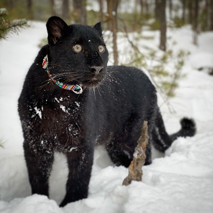 Stunning visuals of a black panther playing in the snowy woods of Siberia shared by owner