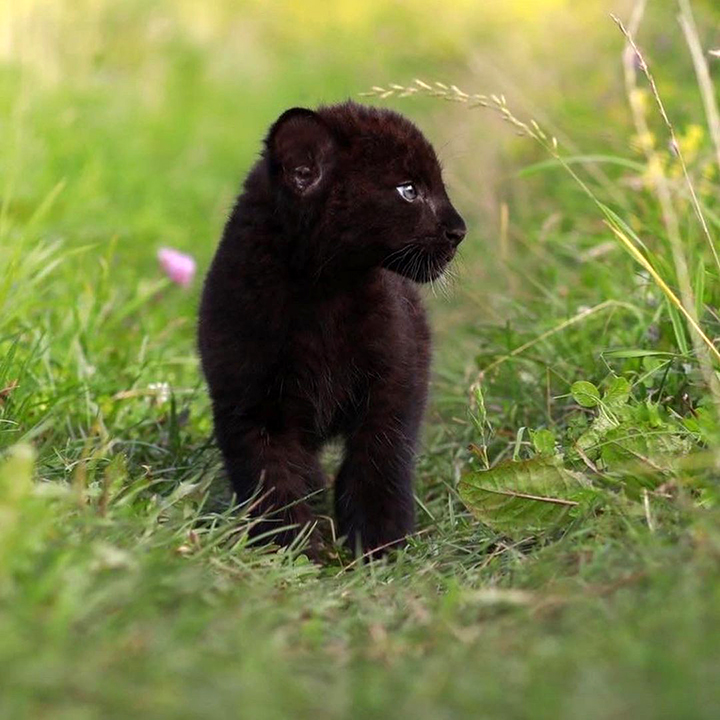Stunning visuals of a black panther playing in the snowy woods of Siberia shared by owner