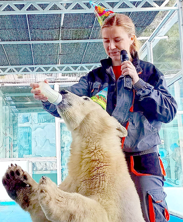 Polar bear cubs, born in captivity, rejected by mother, and raised by humans celebrate first birthday  Polar bear cubs, born in captivity, rejected by mother, and raised by humans celebrate first birthday  