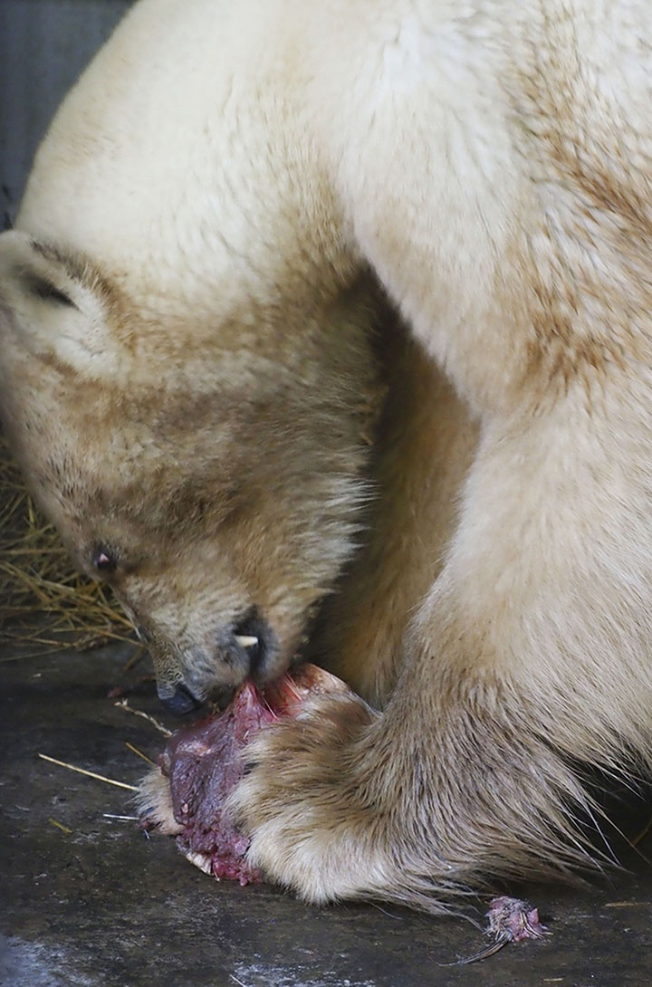 Polar bear in Krasnoyarsk zoo