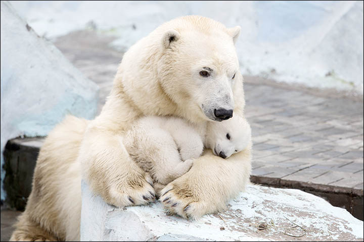 Polar bear Gerda cradles her three month old female cub in magical pictures from Novosibirsk Zoo.