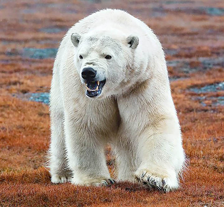 Lunch arrives on Wrangel Island, and 230 polar bears show up for the feast