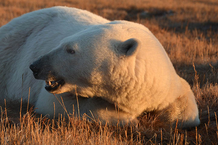 Lunch arrives on Wrangel Island, and 230 polar bears show up for the feast