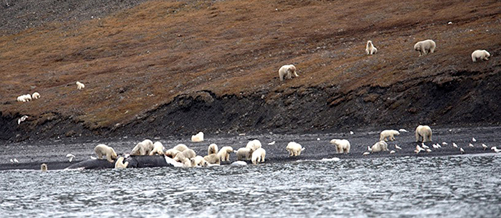 Lunch arrives on Wrangel Island, and 230 polar bears show up for the feast