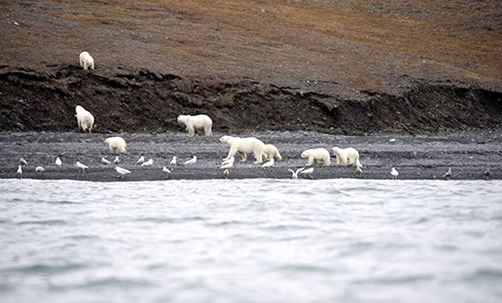 Lunch arrives on Wrangel Island, and 230 polar bears show up for the feast