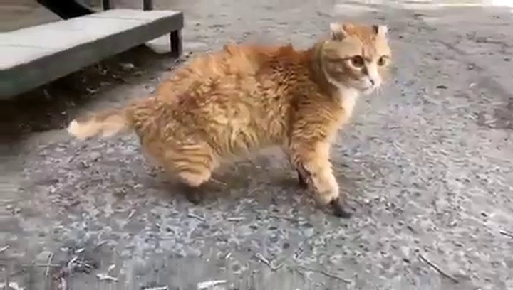 Ryzhik the Siberian cat who refuses to be defeated by frostbite