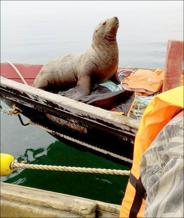Devoted sea creature refuses to leave fishermen on all-day odyssey