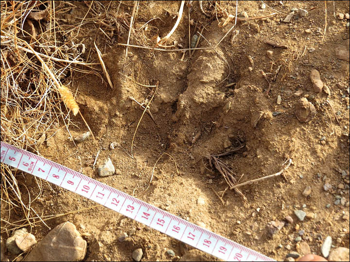 Traces found of bear thought to have died out decades ago