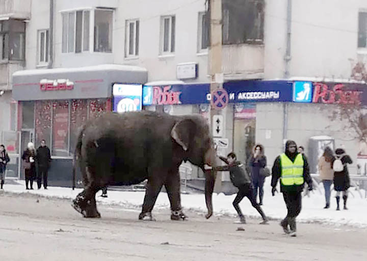 Indian elephants escape circus, go for a snow bath in Ekaterinburg 