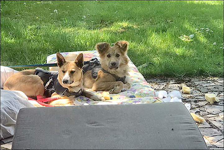 Lonely dog Volya finds loving home in the West thanks to The Siberian Times