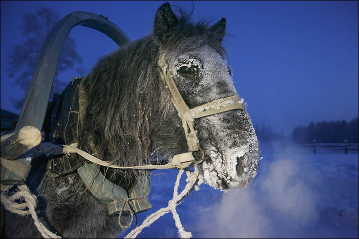 With thick coat to keep it warm, the little Yakut horse loves nothing better than running about the frozen fields 