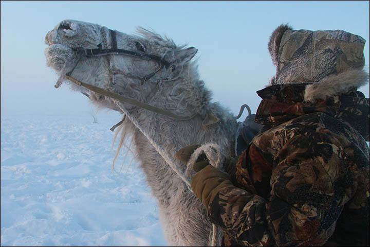 With thick coat to keep it warm, the little Yakut horse loves nothing better than running about the frozen fields 