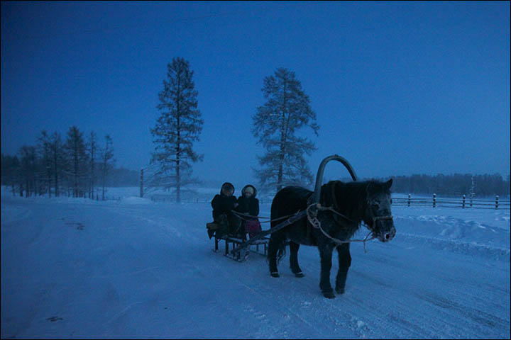 With thick coat to keep it warm, the little Yakut horse loves nothing better than running about the frozen fields 