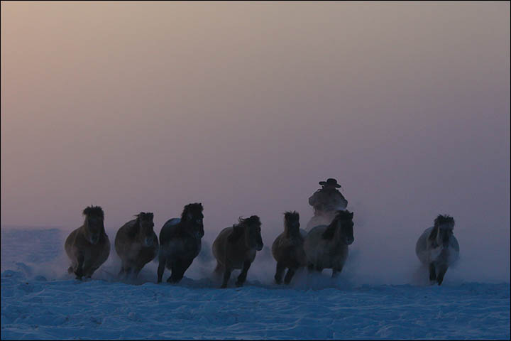 With thick coat to keep it warm, the little Yakut horse loves nothing better than running about the frozen fields 