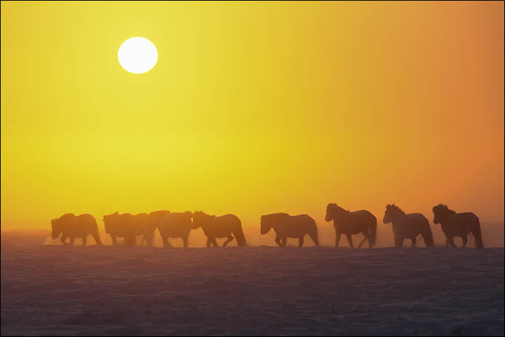 With thick coat to keep it warm, the little Yakut horse loves nothing better than running about the frozen fields 