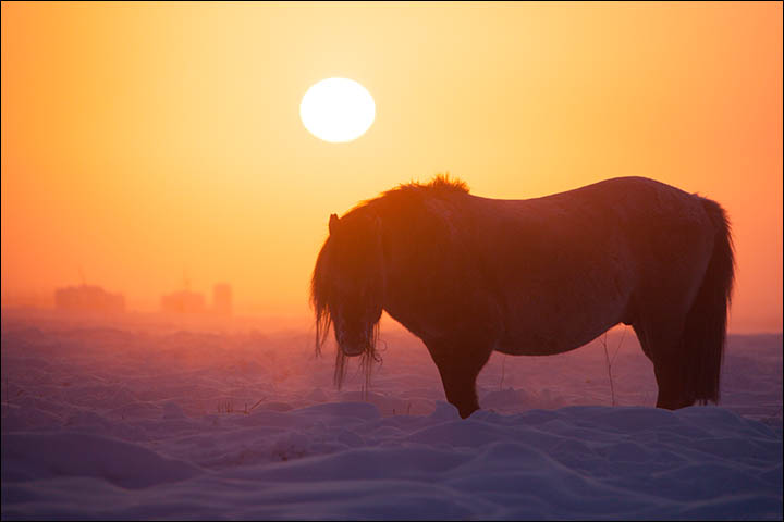 With thick coat to keep it warm, the little Yakut horse loves nothing better than running about the frozen fields 