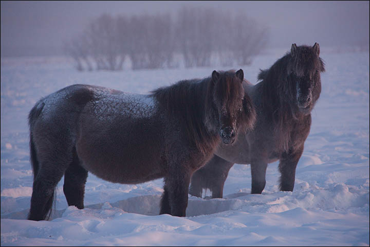 With thick coat to keep it warm, the little Yakut horse loves nothing better than running about the frozen fields 