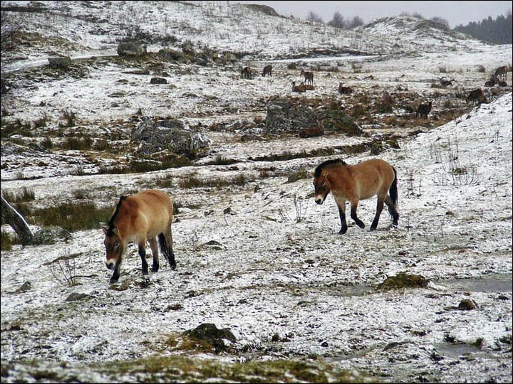 Przewalski's horses