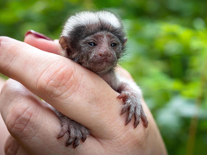 Palm-size rare monkey abandoned by parents who turned all attention to twin baby 