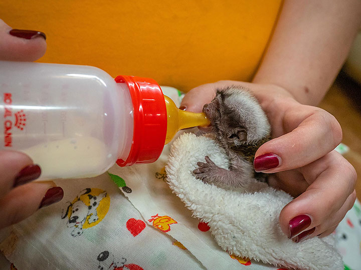 Palm-size rare monkey abandoned by parents who turned all attention to twin baby 