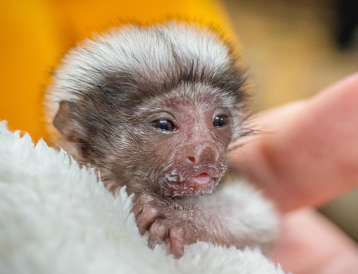 Palm-size rare monkey abandoned by parents who turned all attention to twin baby 