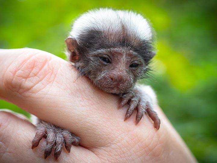 Palm-size rare monkey abandoned by parents who turned all attention to twin baby 