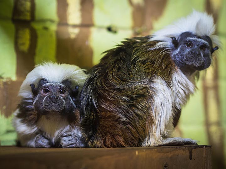 Palm-size rare monkey abandoned by parents who turned all attention to twin baby 