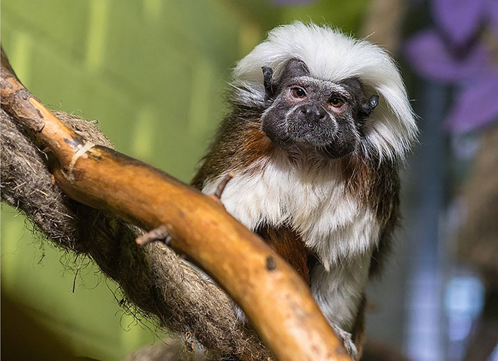 Palm-size rare monkey abandoned by parents who turned all attention to twin baby 