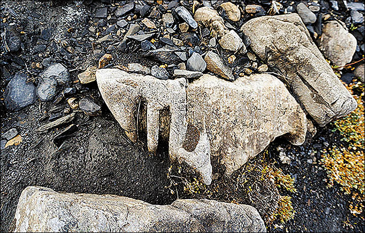 200 million year old monster of the sea neck bone