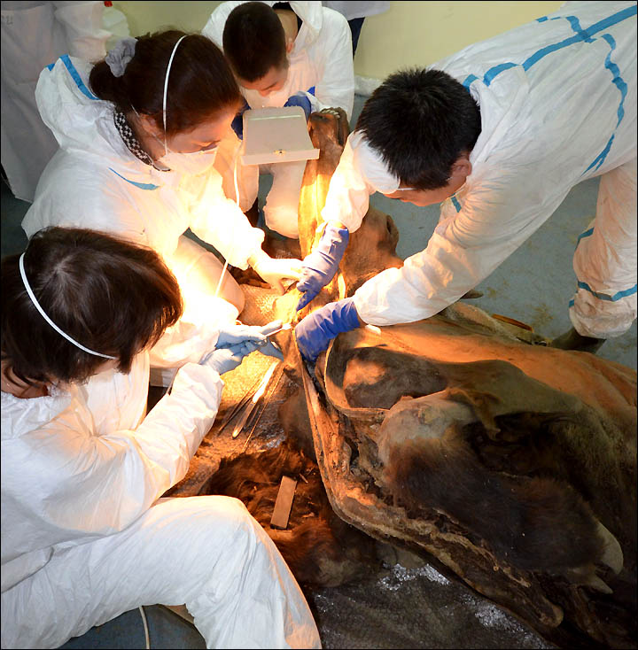 Exclusive pictures show autopsy on a four year old bison preserved in ice since ancient times.  