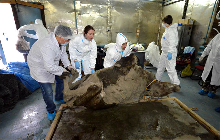 Exclusive pictures show autopsy on a four year old bison preserved in ice since ancient times.  