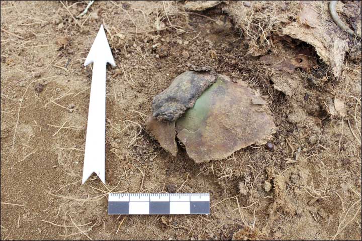 Fragments of scull