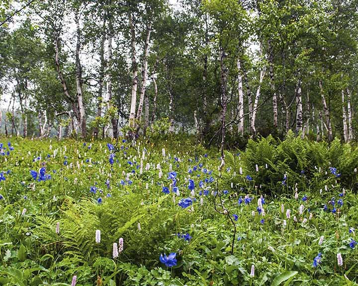 Tundra birches